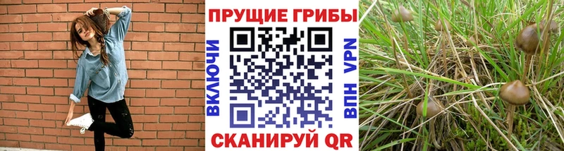 купить наркоту  Киреевск  Галлюциногенные грибы мицелий 